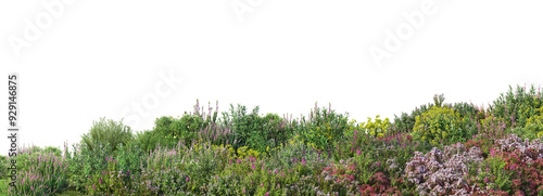Colorful flower field foreground on transparent background