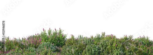 Colorful flower field foreground on transparent background