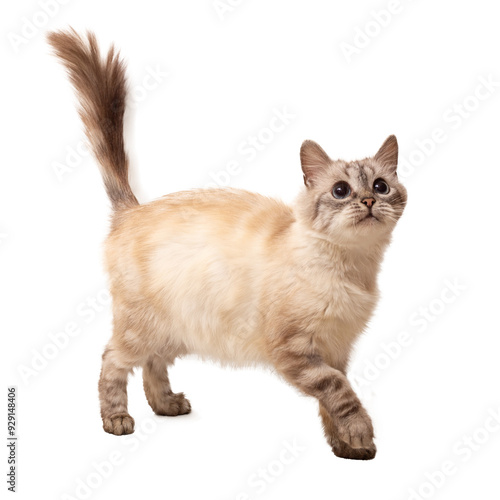 A purebred fluffy cat with blue eyes and a white background