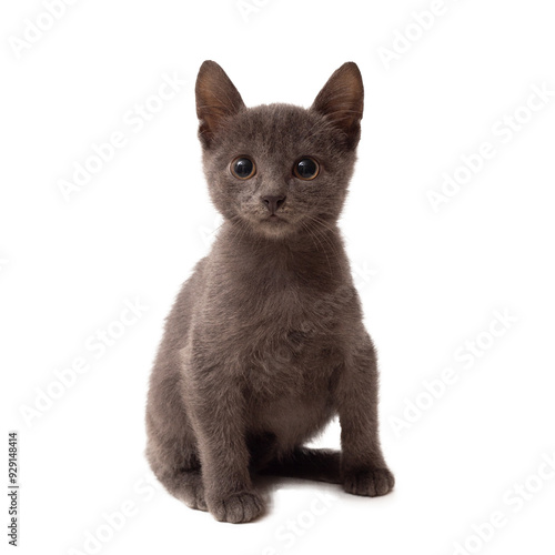 A grey kitten is sitting on a white background