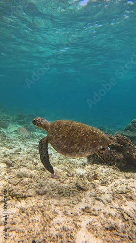 vertical underwater slow-motion video capturing a sea turtle swimming in the crystal-clear water. photo