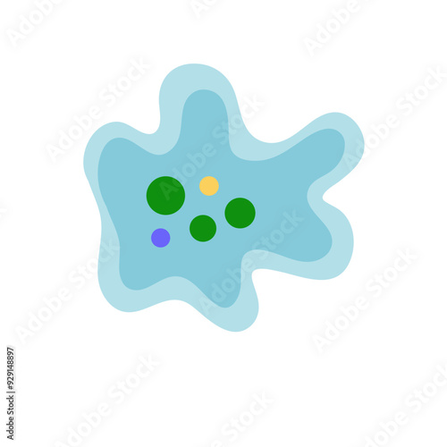 Binary fission in amoeba. Vector educational illustration. Reproduction