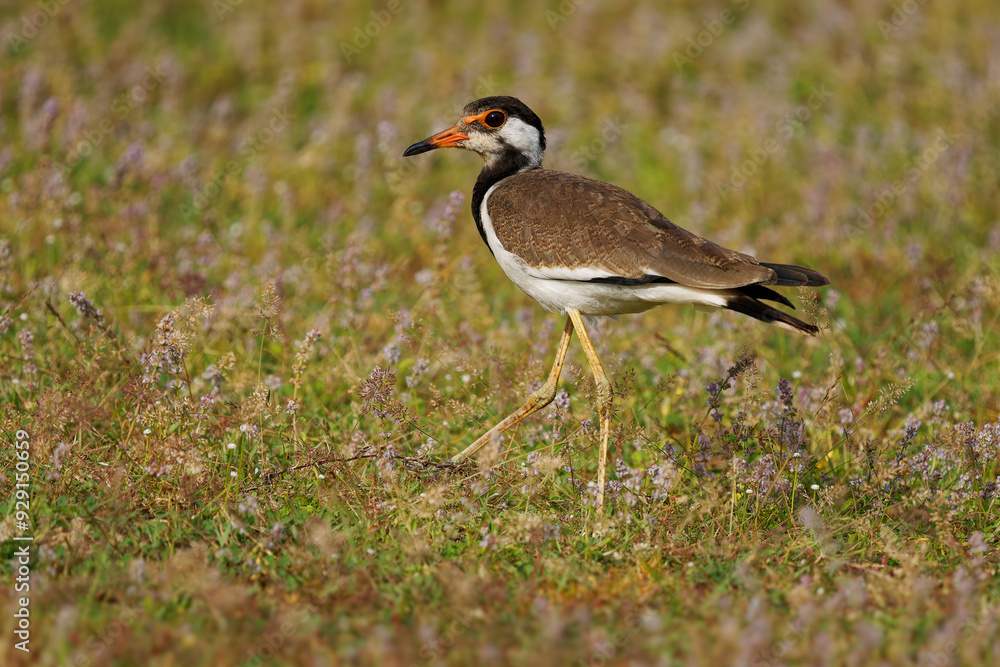 Red-wattled lapwing Vanellus indicus Asian plover, wader in Charadriidae, ground bird that are incapable of perching. Water bird on the grass and ancient asian monuments and sights