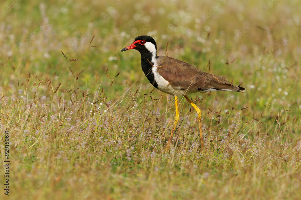 Red-wattled lapwing Vanellus indicus Asian plover, wader in Charadriidae, ground bird that are incapable of perching. Water bird on the grass and ancient asian monuments and sights Red-wattled lapwing Vanellus indicus Asian plover, wader in Charadriidae, ground bird that are incapable of perching. Water bird on the grass and ancient asian monuments and sights
