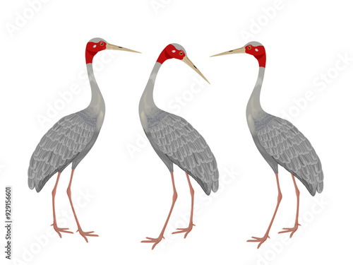 Grus antigone on a white background.