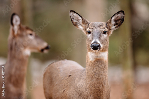 A young White-tailed deer, with another behind it, watching the movement before it in the woods in early December near Hartford, Wisconsin