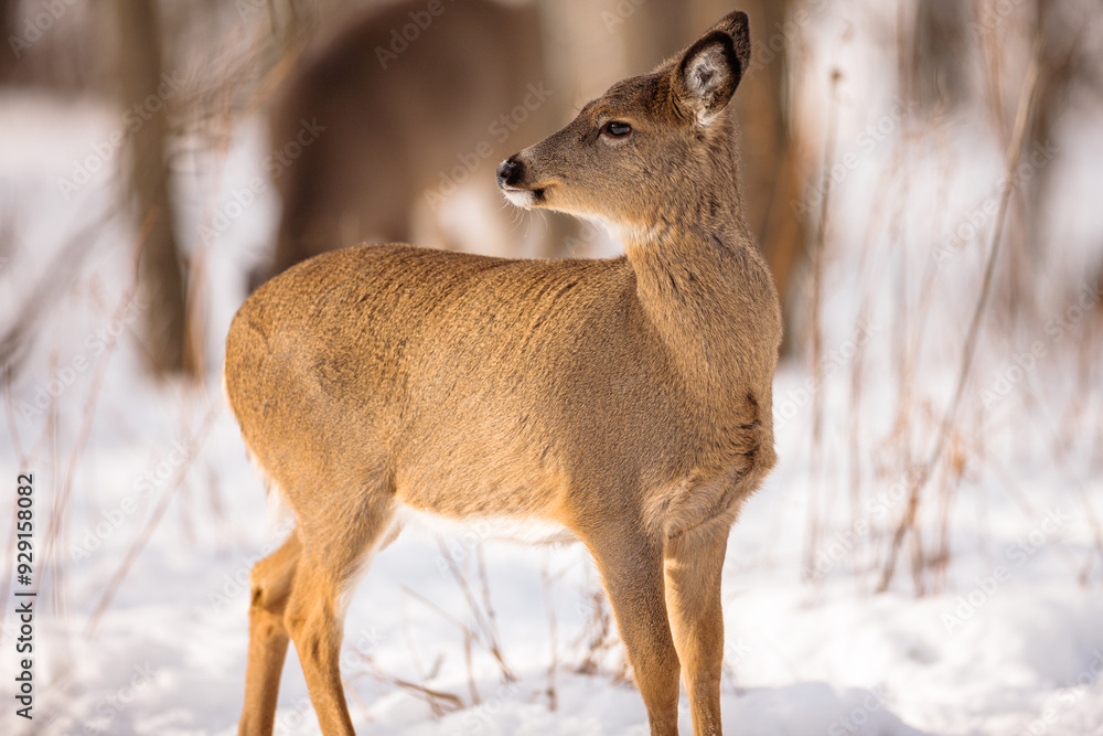 In the receding afternoon January sunshine, a white-tailed deer watches the distant action in the woods near Hartford, Wisconsin In the receding afternoon January sunshine, a white-tailed deer watches the distant action in the woods near Hartford, Wisconsin