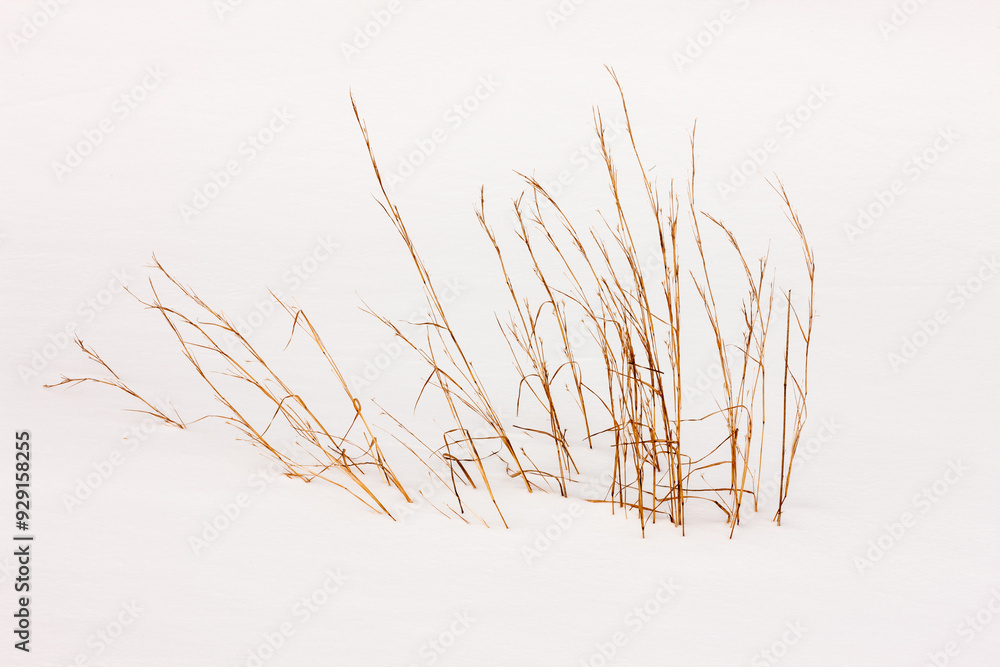 Dune Grass through the snow at Kohler-Andrae State Park, Sheboygan, Wisconsin in early February Dune Grass through the snow at Kohler-Andrae State Park, Sheboygan, Wisconsin in early February