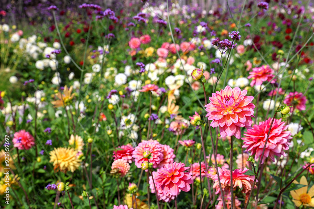 A variety of dahlia varieties in the garden A variety of dahlia varieties in the garden