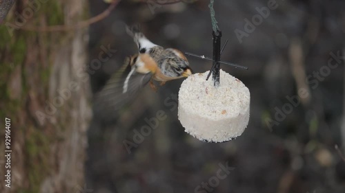 Brambling Bird Eating from Suet Feeder in Mid Air, Close Up photo