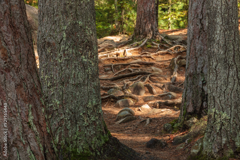 Shadows, roots, sunlight and boulders cover the ground at Dave's Falls County Park, Marinette County, Amberg, Wisconsin on a morning in mid-Septmeber Shadows, roots, sunlight and boulders cover the ground at Dave's Falls County Park, Marinette County, Amberg, Wisconsin on a morning in mid-Septmeber