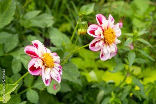 Vibrant Pink and White Dahlias in Bloom in a Lush Green Garden