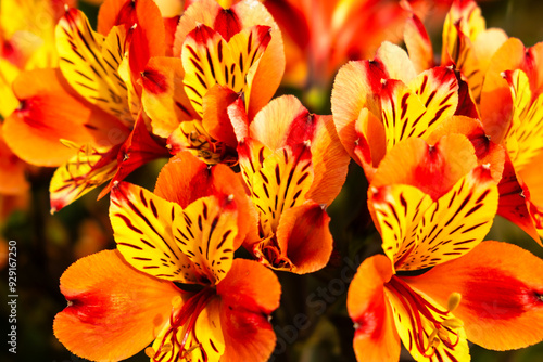 Vibrant Yellow and Orange Tiger Lilies in Full Bloom, Close-up