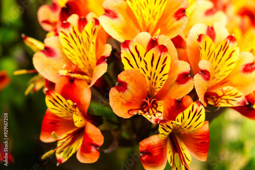 Vibrant Yellow-Orange Alstroemeria Flowers in Full Bloom with Red Accents and Green Background