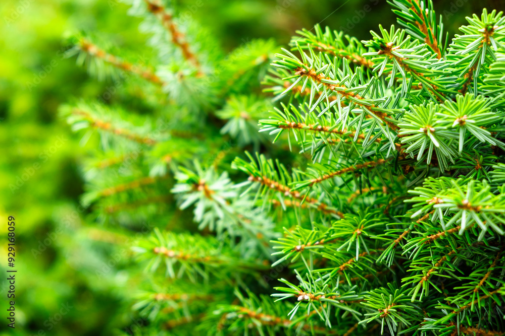Close-Up of Fresh Green Pine Tree Branches in Nature Close-Up of Fresh Green Pine Tree Branches in Nature