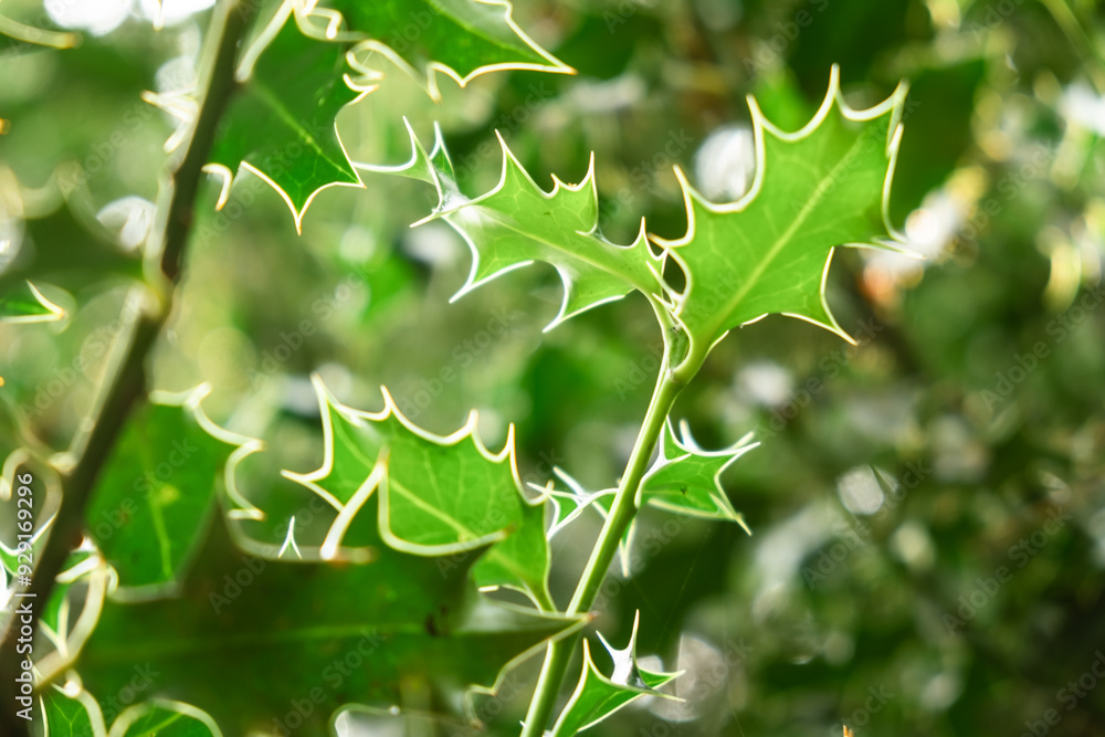 Spiky Green Holly Leaves Close-Up in Sunlit Forest Spiky Green Holly Leaves Close-Up in Sunlit Forest