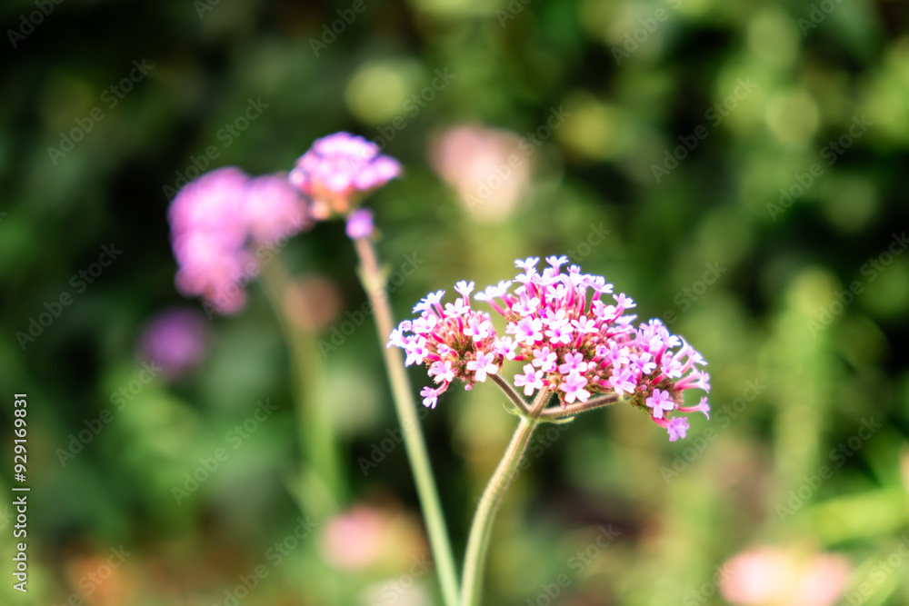 Close-up of Blooming Pink Flowers with Blurred Green Background in a Summer Garden Close-up of Blooming Pink Flowers with Blurred Green Background in a Summer Garden