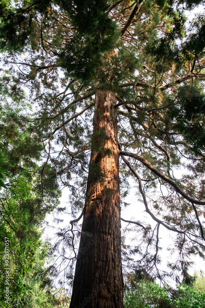 Fototapeta premium Giant Redwood Tree in Forest Canopy, Majestic Nature, Towering Tree Trunk, Lush Greenery, Outdoor Serenity