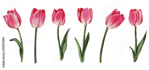 Wallpaper Mural A beautiful bouquet of pink tulips in full bloom isolated on Hand drawn illustration on a transparent background, showcasing the vibrant colors and delicate petals of these spring flowers Torontodigital.ca