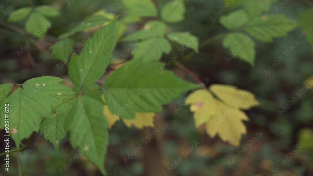 Green and yellow leaves in the forest. Focus Pull. Green and yellow leaves in the forest. Focus Pull.
