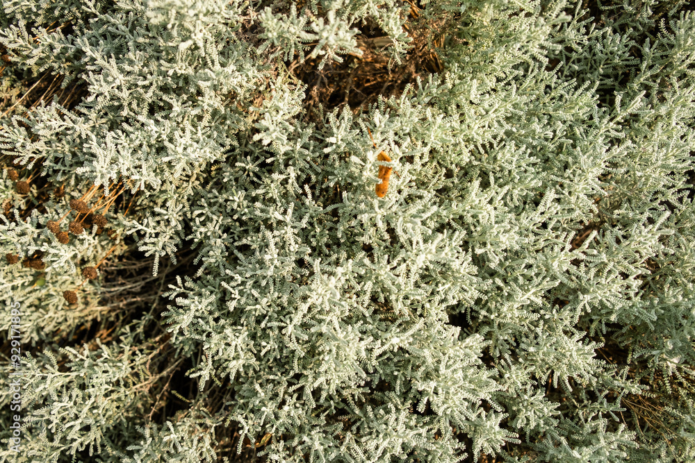 Close-Up of Dense Gray-Green Foliage in Natural Wildlife Habitat