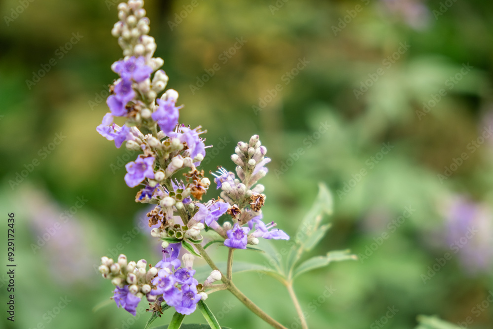 Obraz premium Close-up of Blooming Purple Flowers in a Natural Green Background