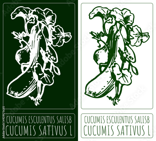Vector drawing CUCUMIS ESCULENTUS SALISB. Hand drawn illustration. Latin name is CUCUMIS SATIVUS L.
