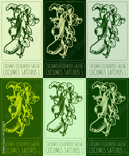 Set of vector drawing CUCUMIS ESCULENTUS SALISB in various colors. Hand drawn illustration. Latin name is CUCUMIS SATIVUS L.
