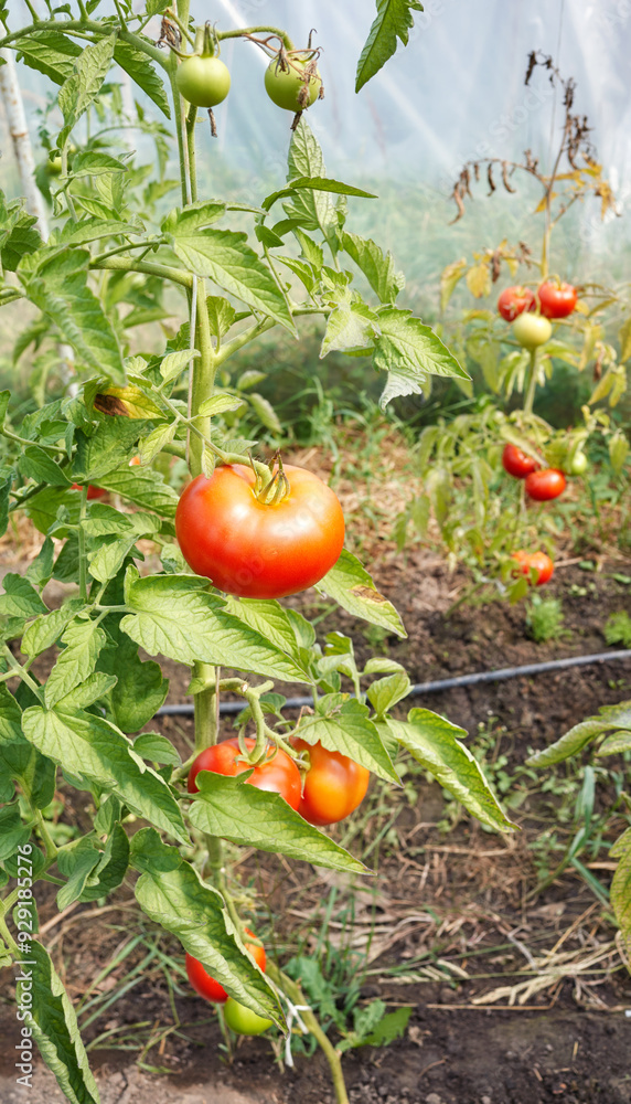 Organic tomatoes in a greenhouse, selective focus. Organic tomatoes in a greenhouse, selective focus.