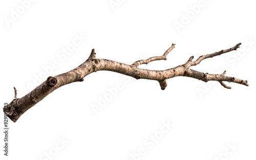 Dry branch of a tree isolated on transparent background