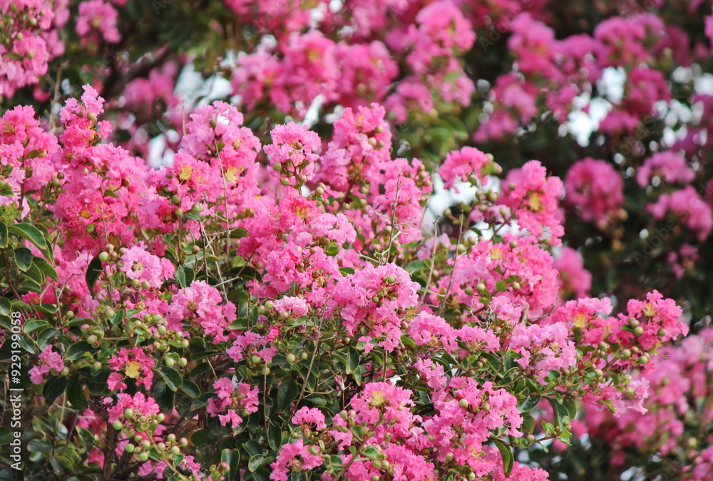 Crepe myrtle plant (Lagerstroemia indica)