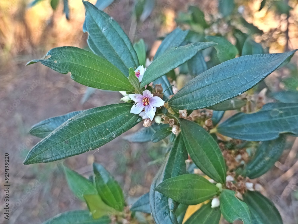 Trembleya parviflora flor do cerrado brasileiro Trembleya parviflora flor do cerrado brasileiro