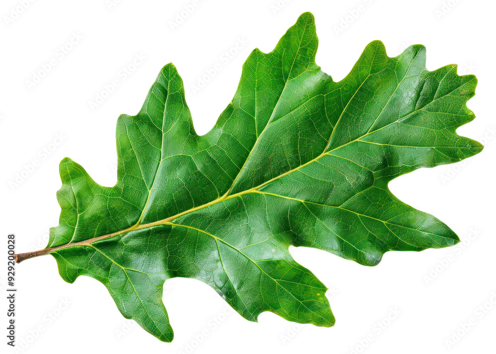 Fototapeta premium PNG Vibrant green oak leaf isolated