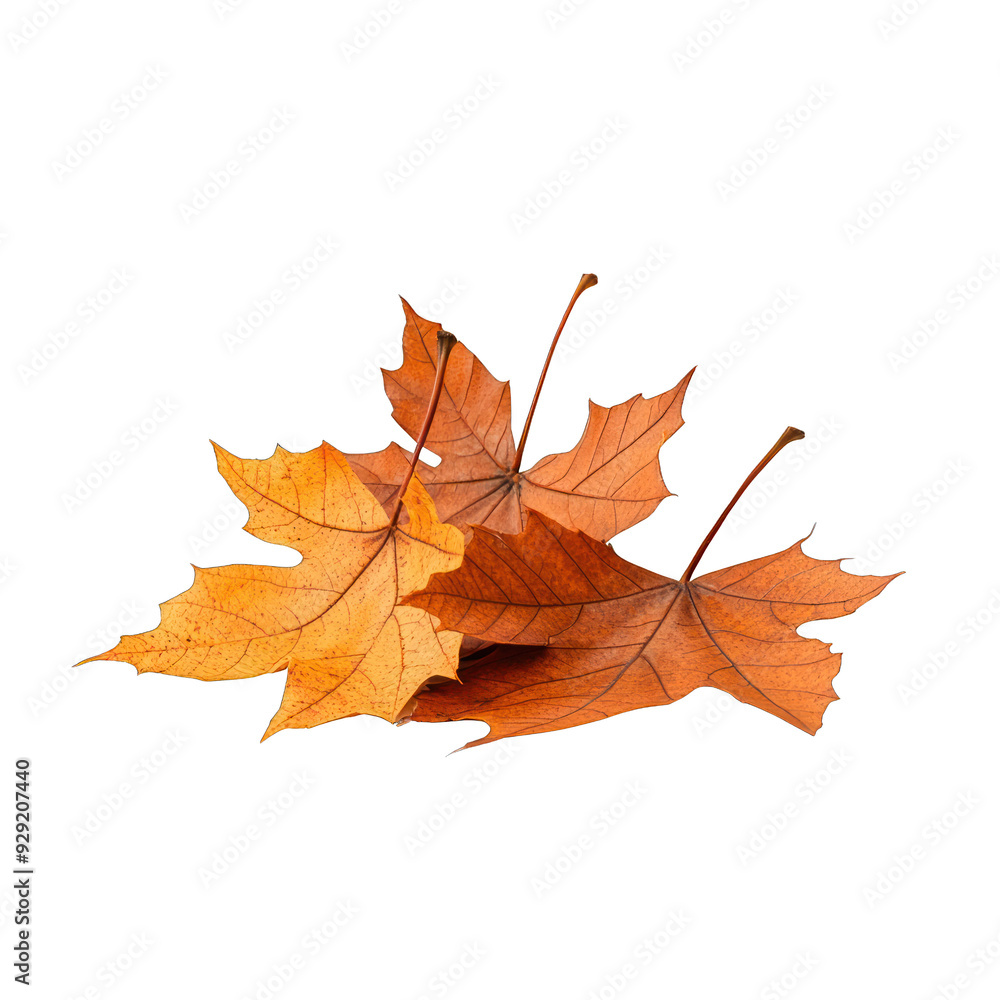 A collection of vibrant autumn leaves showcasing beautiful orange hues, perfect for seasonal themes and nature-inspired designs. transparent background A collection of vibrant autumn leaves showcasing beautiful orange hues, perfect for seasonal themes and nature-inspired designs. transparent background