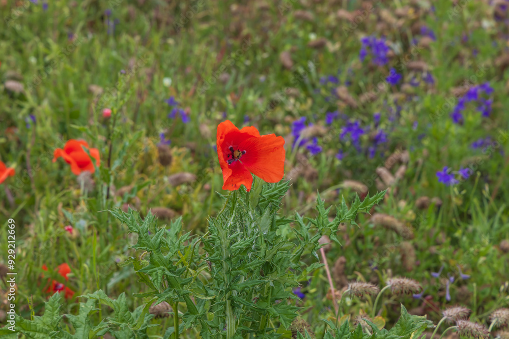 Obraz premium Red poppy on a meadow in green grass