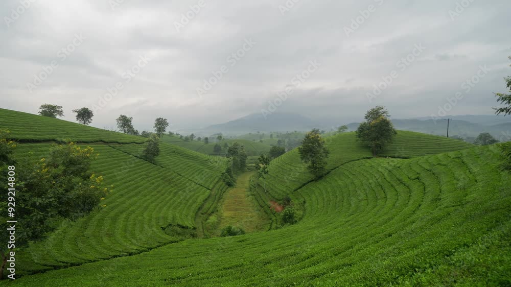 Time lapse of aerial top view of green fresh tea or strawberry farm, agricultural plant fields with mountain hills in Asia. Rural area. Farm pattern texture. Nature landscape background, Long Coc, Vie Time lapse of aerial top view of green fresh tea or strawberry farm, agricultural plant fields with mountain hills in Asia. Rural area. Farm pattern texture. Nature landscape background, Long Coc, Vie
