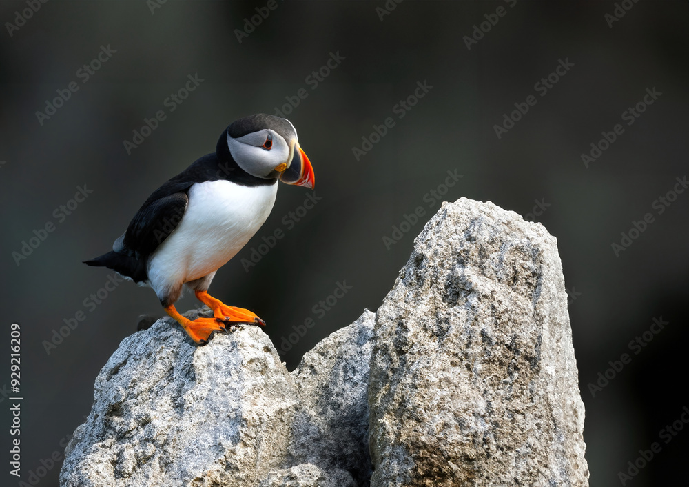 Puffins are any of three species of small alcids (auks) in the bird ...