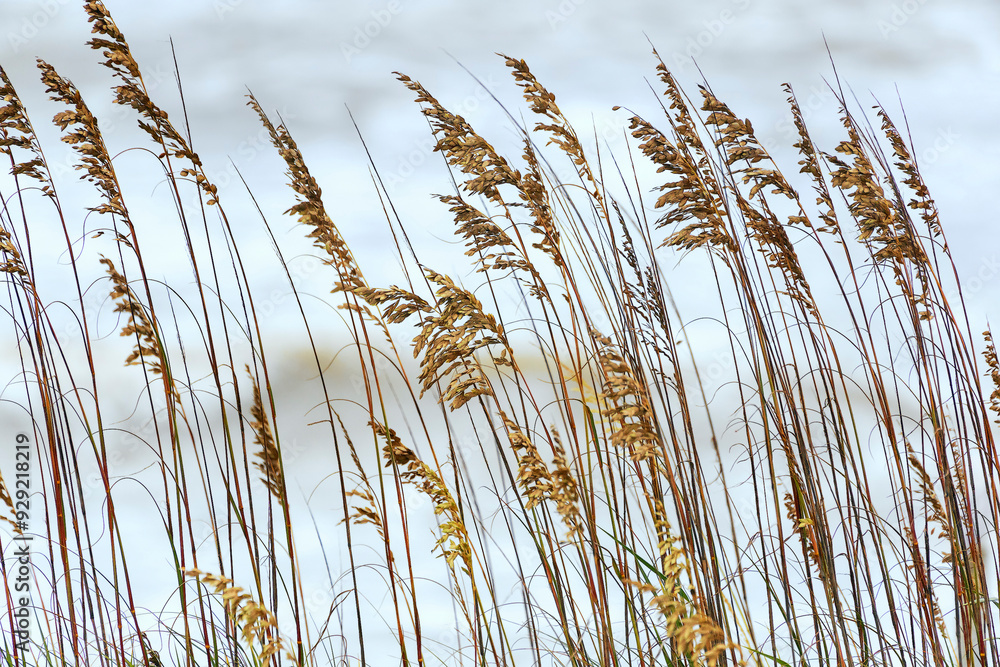Sea oat stalks, a beautiful golden grass growing on coastal sand dunes Sea oat stalks, a beautiful golden grass growing on coastal sand dunes