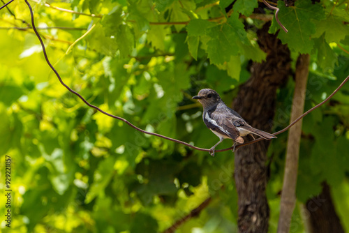 bird on a tree