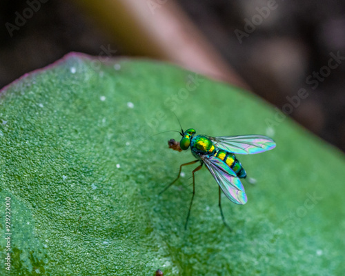 fly on leaf photo