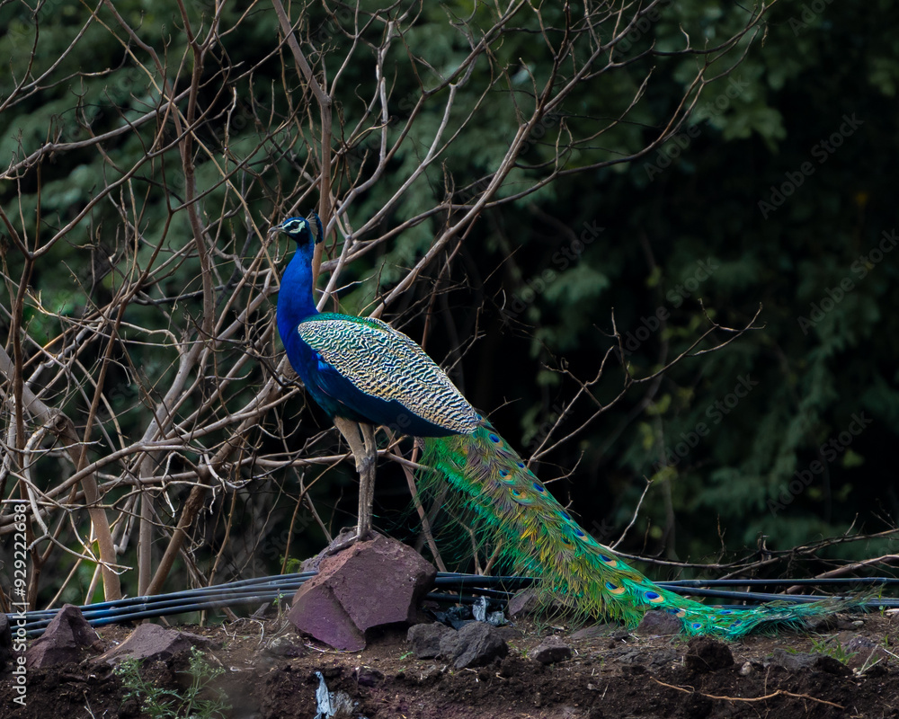 Naklejka premium peacock in the park