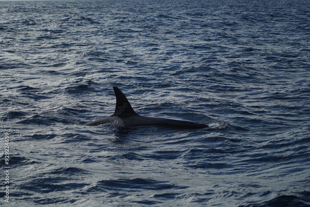 Naklejka premium Atlantic ocean, Azores