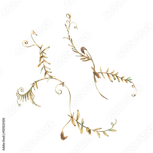 Vicia cracca two branches in ochre, brown, pink and turquoise, wild, meadow herbs, dried flowers. Watercolor botanical illustration, hand drawn. Set of elements isolated from the background.