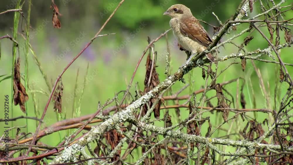 Chicks, fledglings, Lanius collurio sit on a tree branch and learn to fly. Chicks, fledglings, Lanius collurio sit on a tree branch and learn to fly.