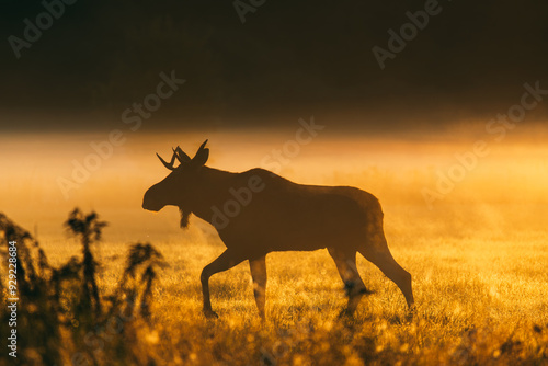 Moose Silhouette in Sunrise Fog