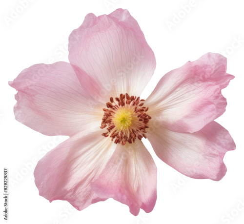 PNG Real Pressed a single anemone pink flower blossom anther dahlia.