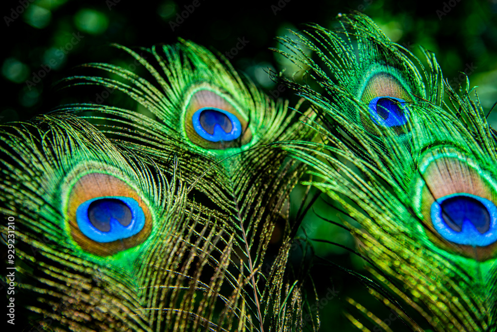 Obraz premium peacock feather close up