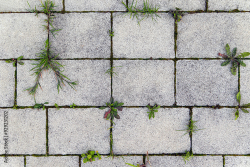 Fotografía Weathered Concrete Pavers with Grass Growth