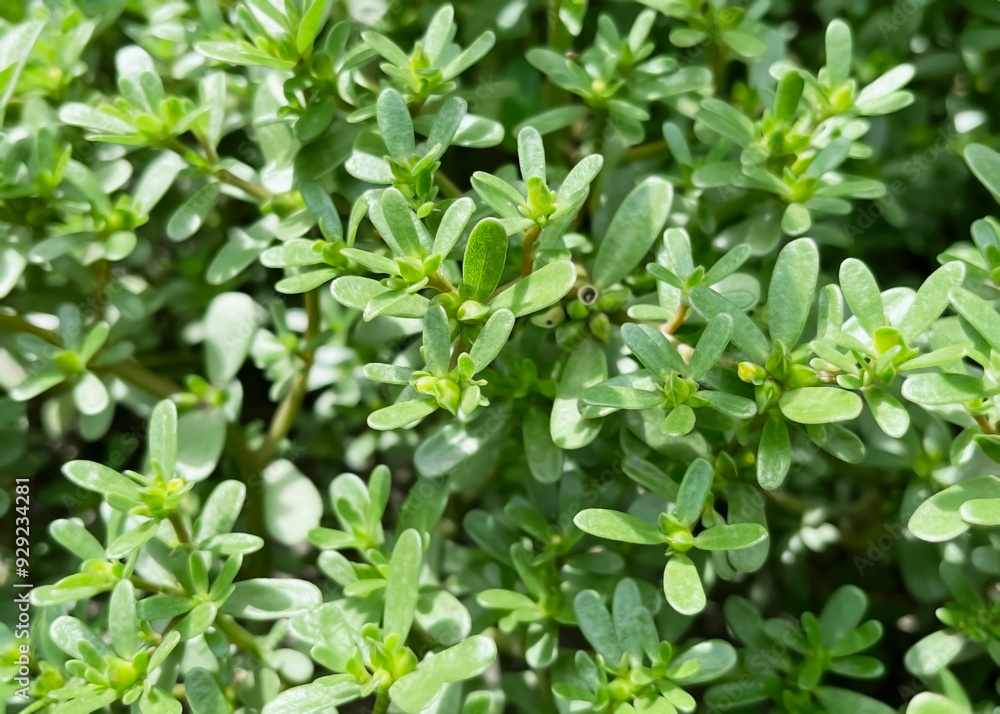 blooming Purslane (Portulaca oleracea) growing in the garden blooming Purslane (Portulaca oleracea) growing in the garden