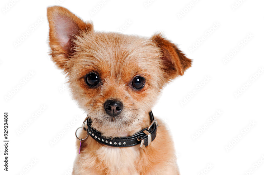 Face of yorkshireterrier dog sitting, isolated on a clean white background Face of yorkshireterrier dog sitting, isolated on a clean white background